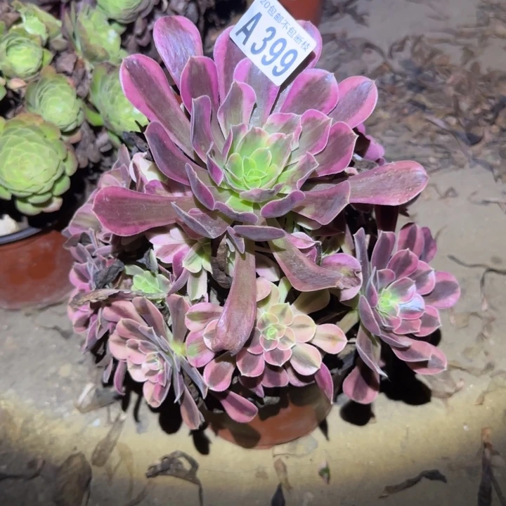 美杜莎……不包断枝……多肉植物