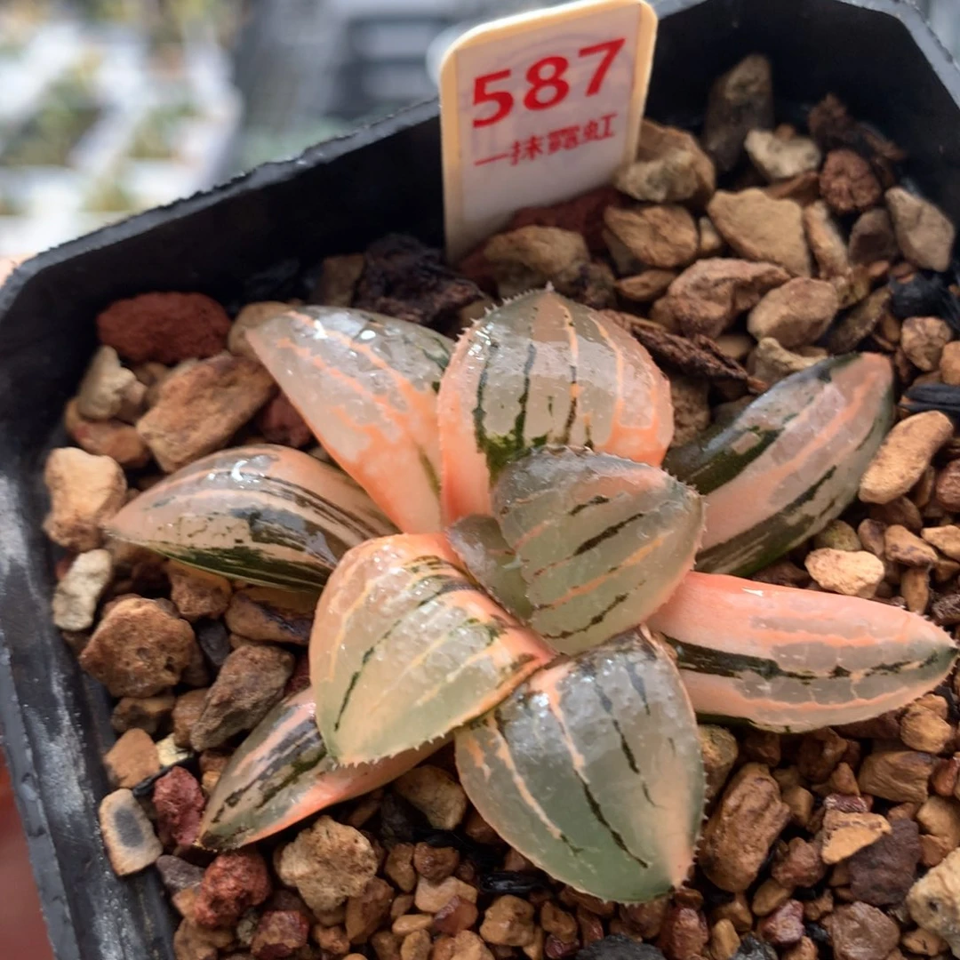 以实际为准587亲指姬