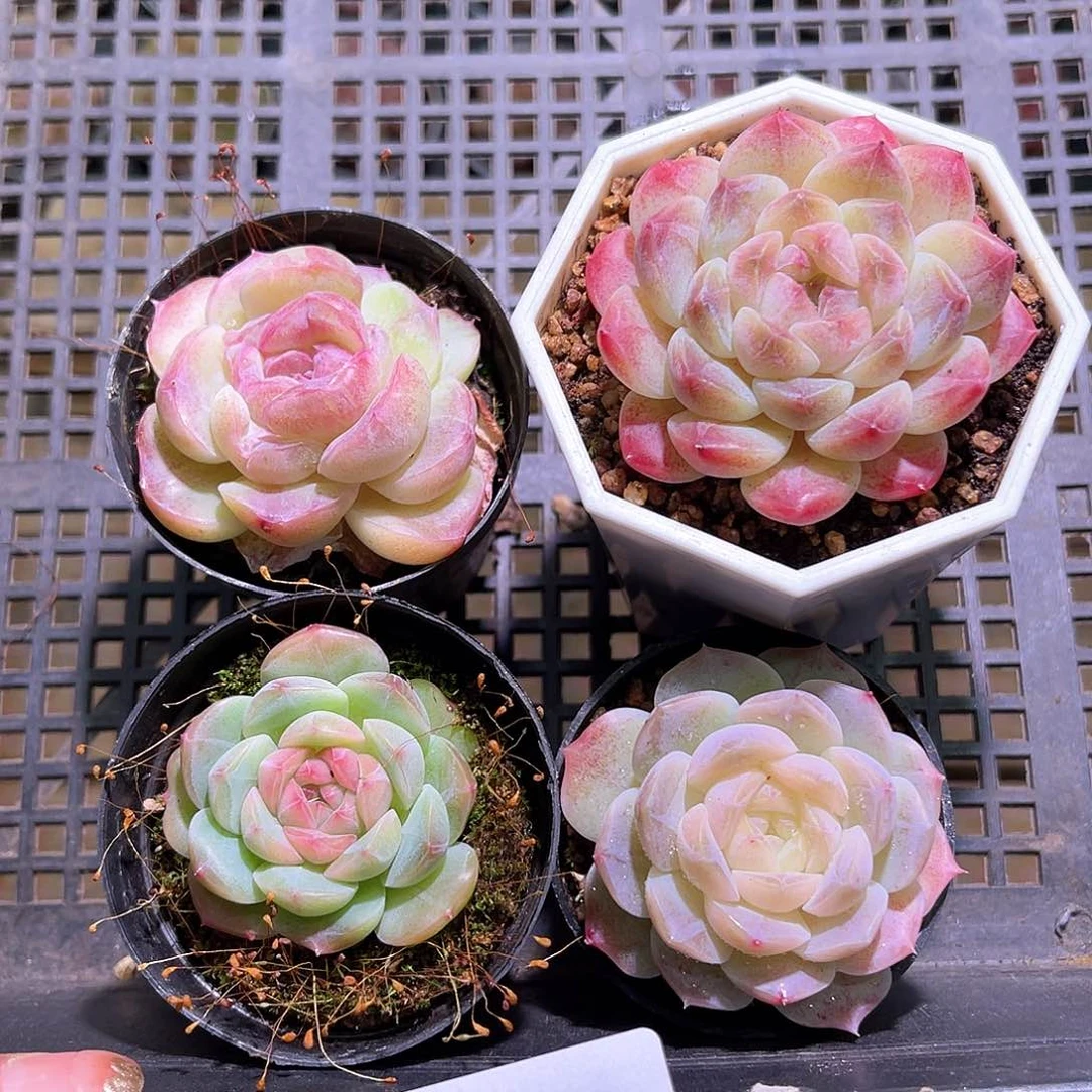 花13-251框拍多肉4颗