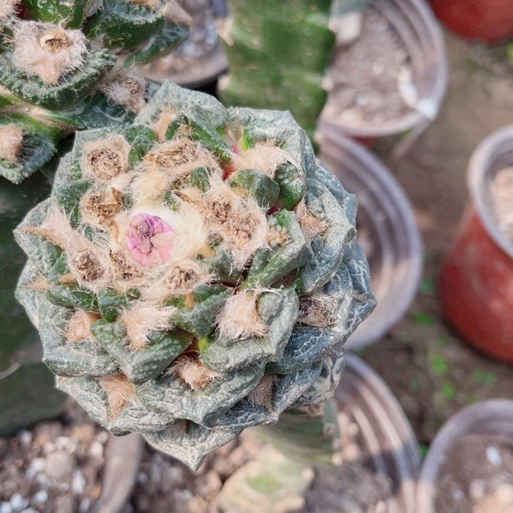 两万福利仙人球开花