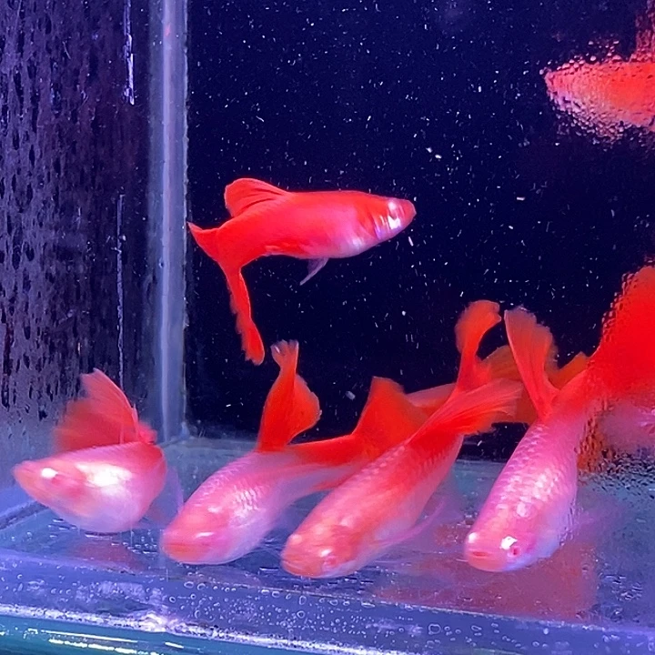 孔雀鱼血红飘2对红头2对