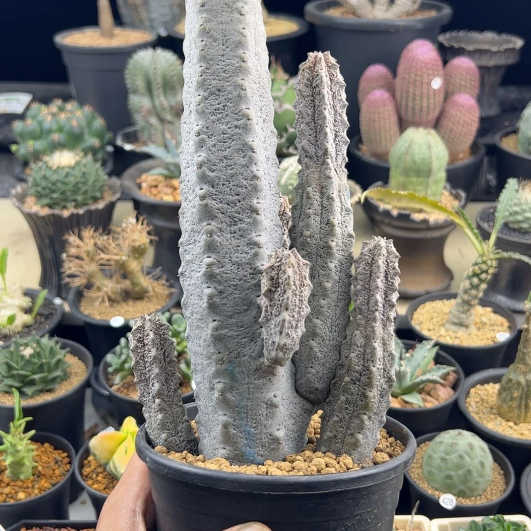亚迪麒麟大戟群离土40+一物一拍