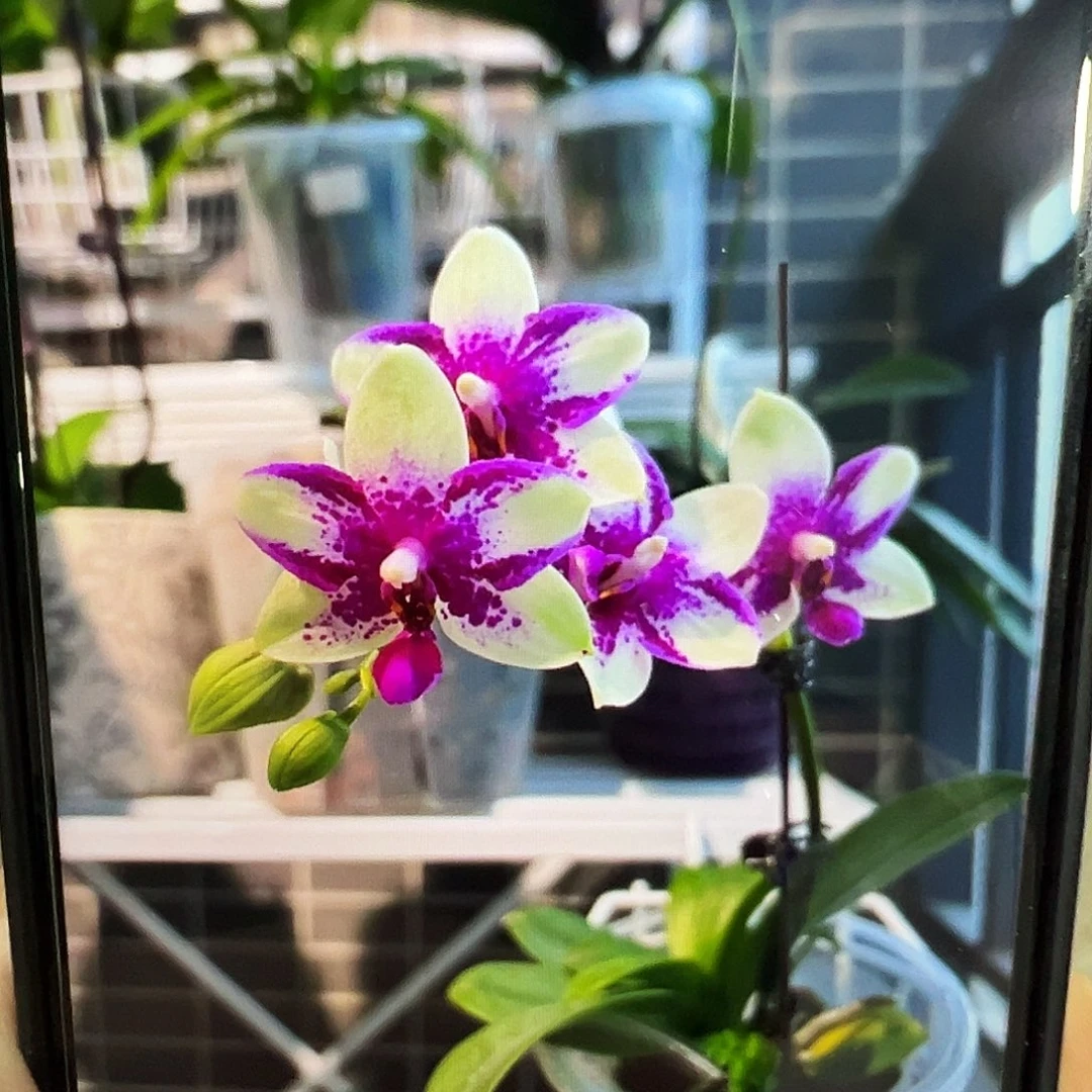 当前无花栽培后可以开花微瑕疵紫钻凑单发货