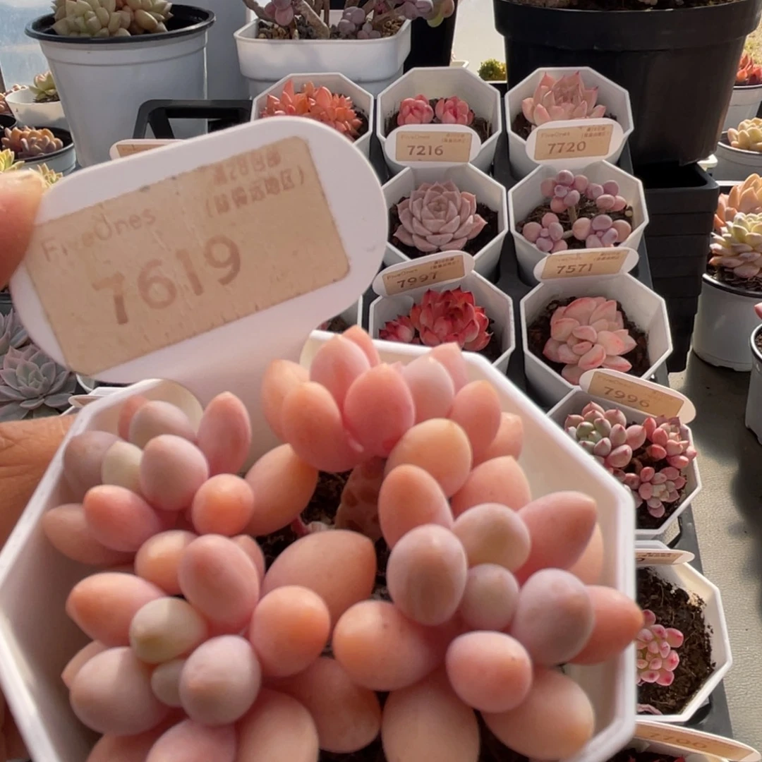 粉色恋人7619-6.5厘米