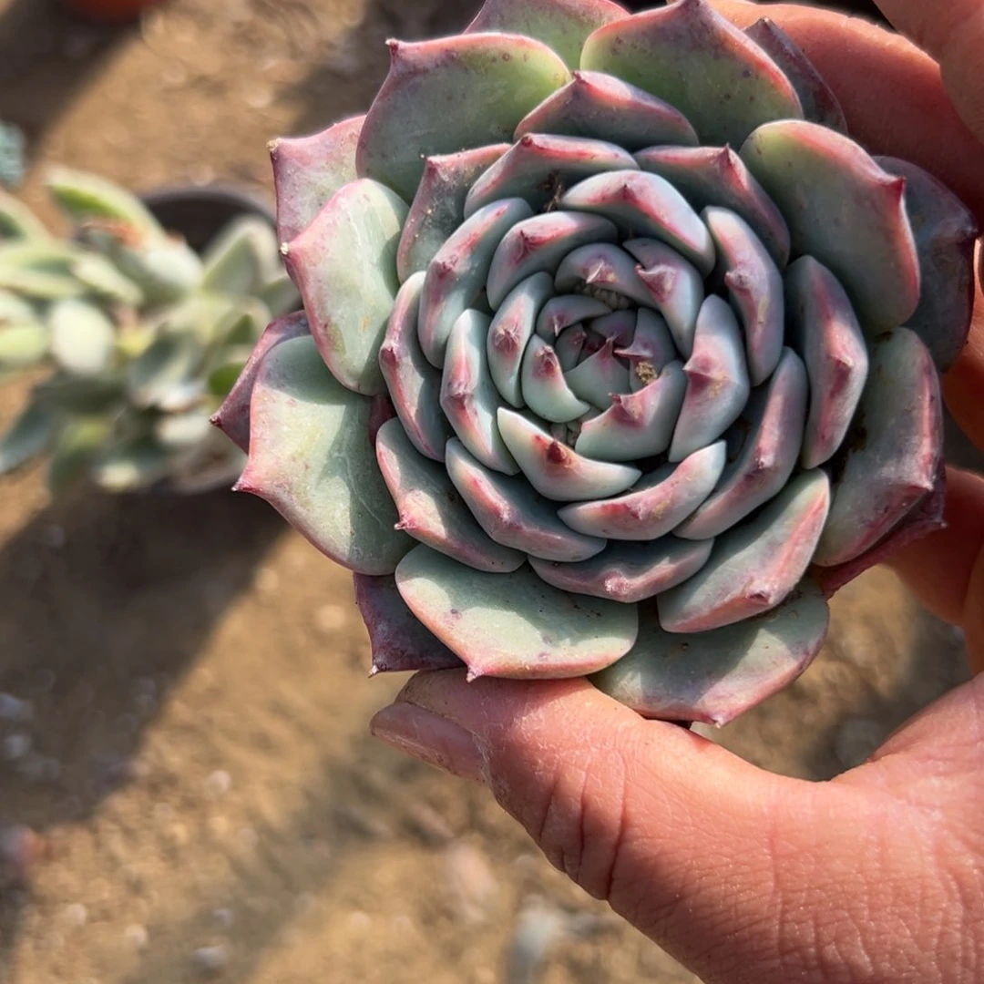 多肉植物多肉植物