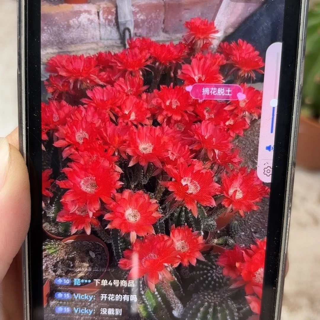 金刚红花7公分左右