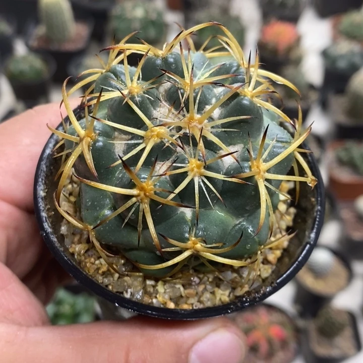 实生天丝象牙特价