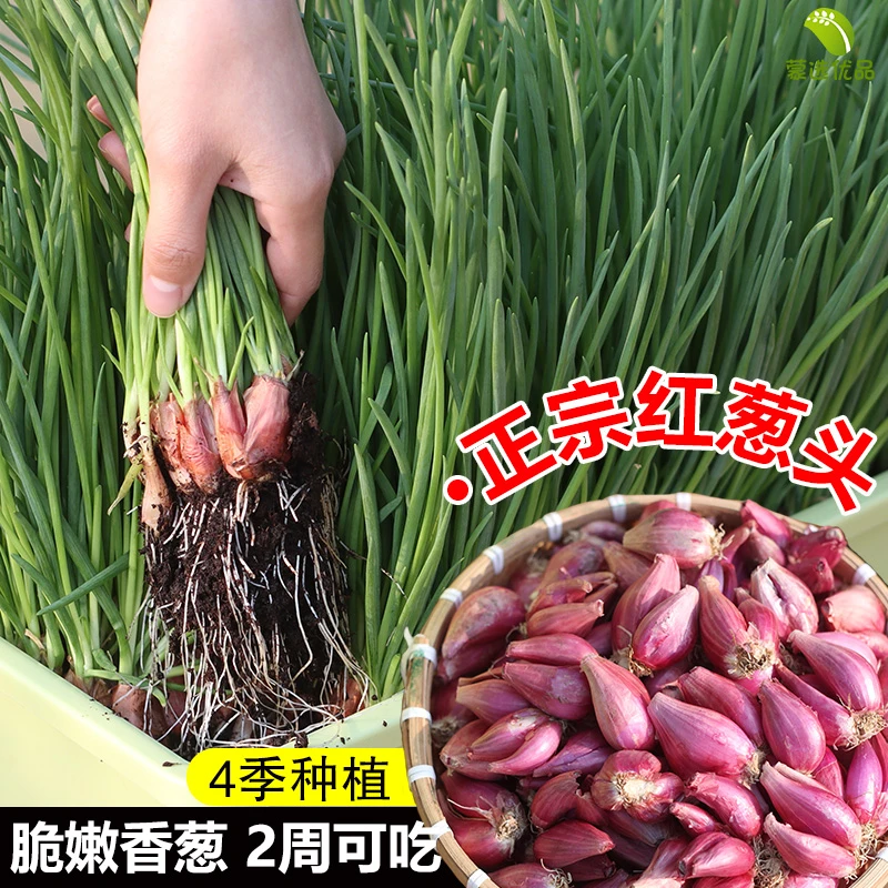 四川新鲜红葱头种子可种植适合阳台盆栽四季生长的小香葱头火葱头
