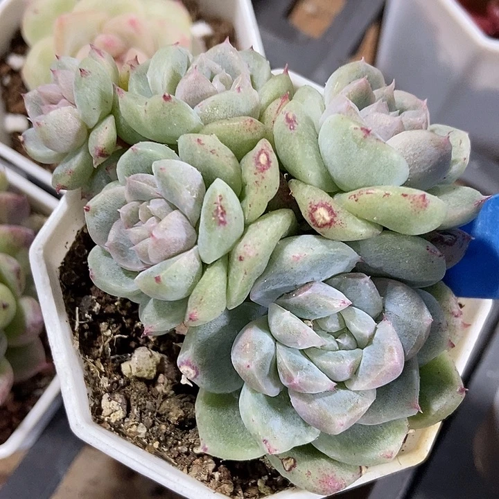 多肉植物白底石化如梦令五头115