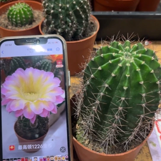 露露黄心紫大花7公分左右