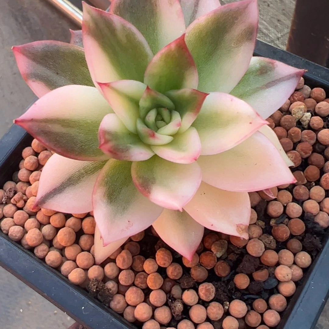 青椒东云锦，花脸拉丝