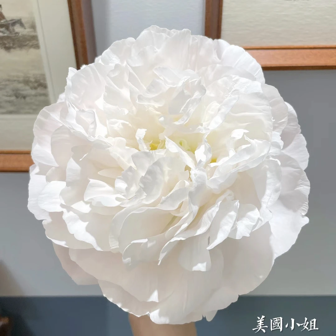 美国小姐进口观赏芍药花苗带根块多年生正宗重瓣夏威夷珊瑚芍药花