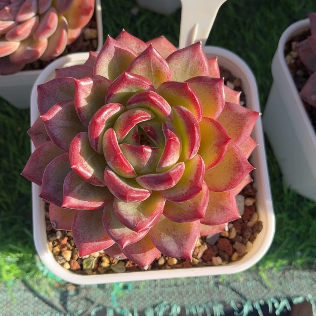 多肉植物0836 满30包邮