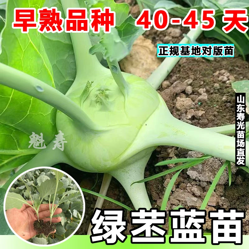 菜苗秧苗苤蓝蔬菜苗早熟型大果高产青苤蓝苗带土发货花盆田园皆可