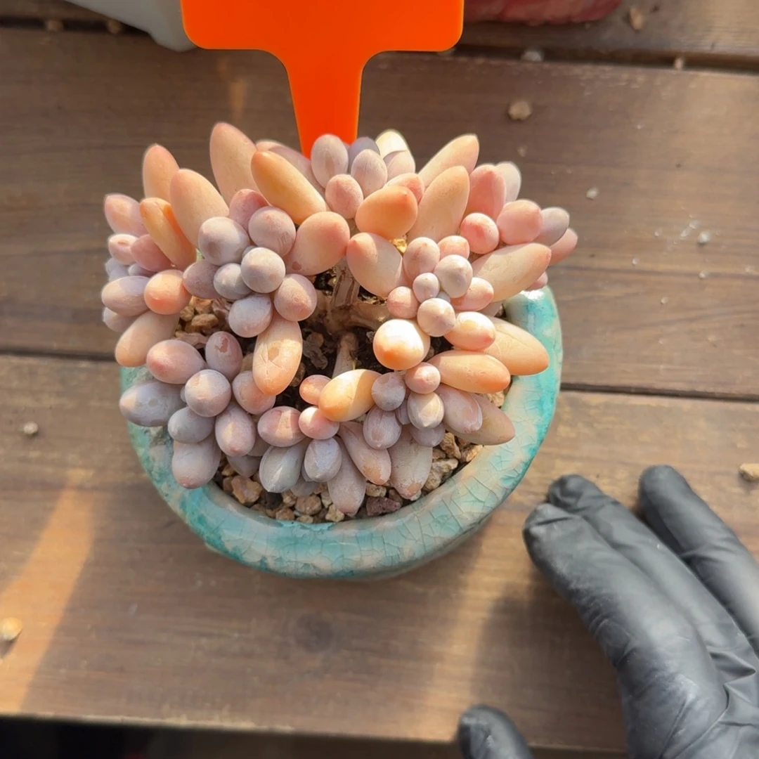 香水手指333333333333