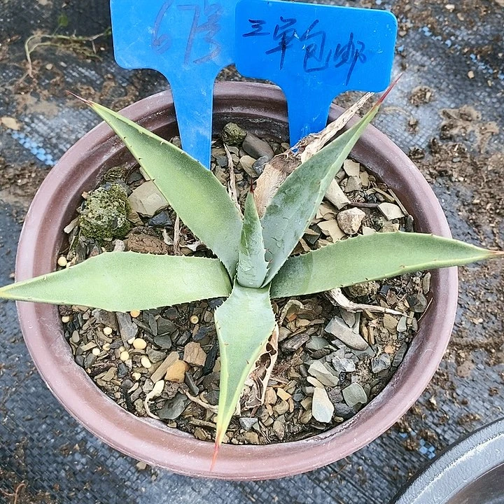 【闪购商品】无花朵龙舌兰煞威原始种