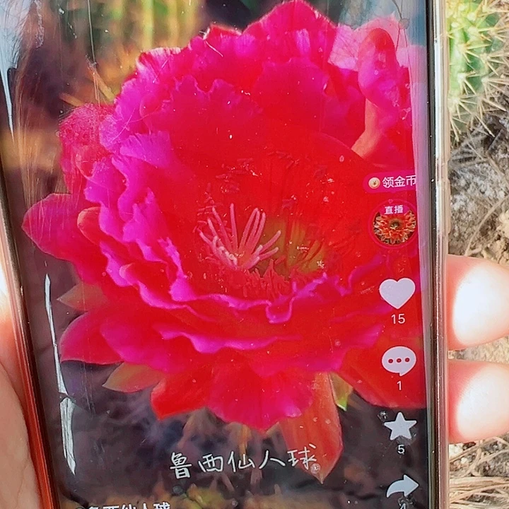 毛花柱 3-264 13公分左右