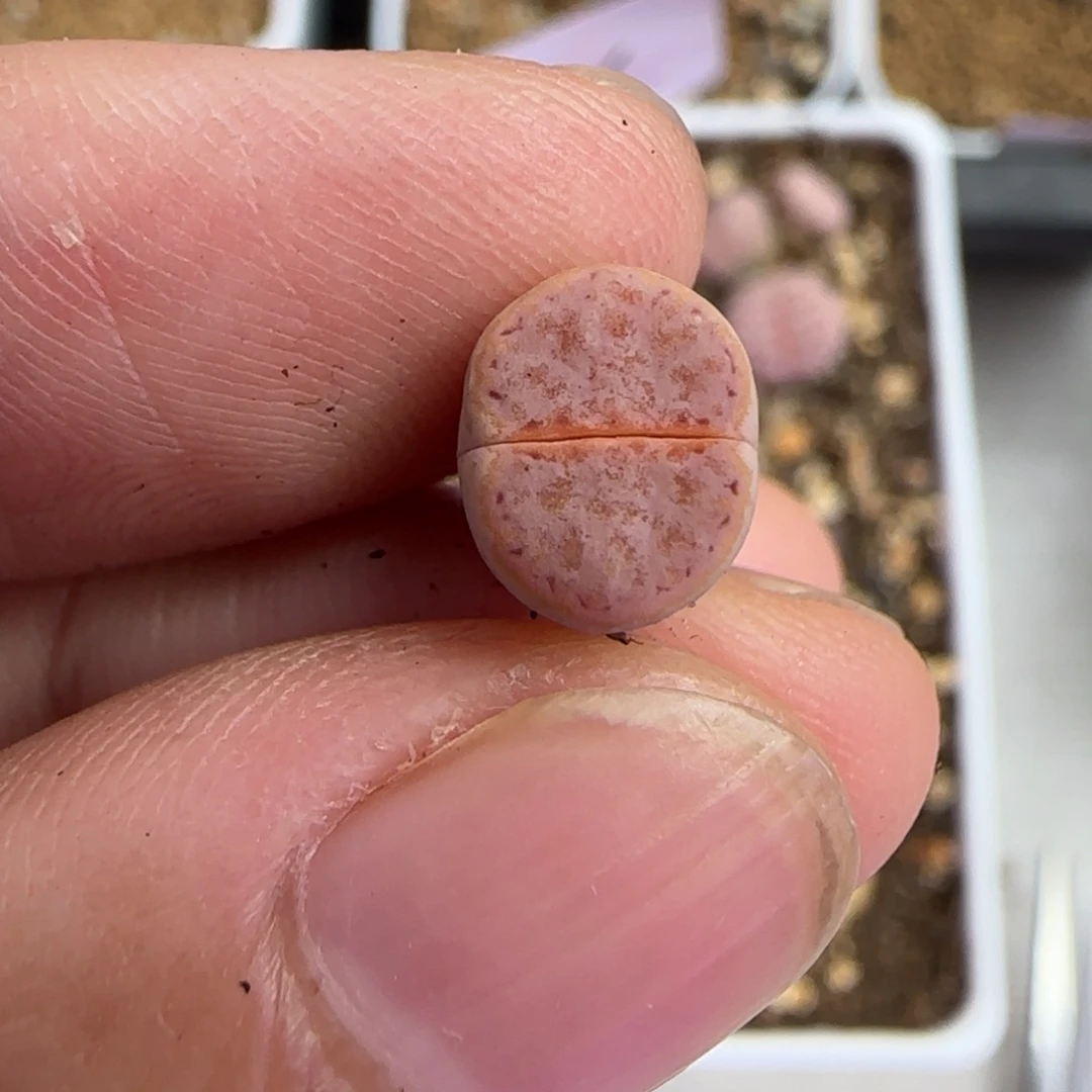 木***杨83木易杨生石花大棚直播