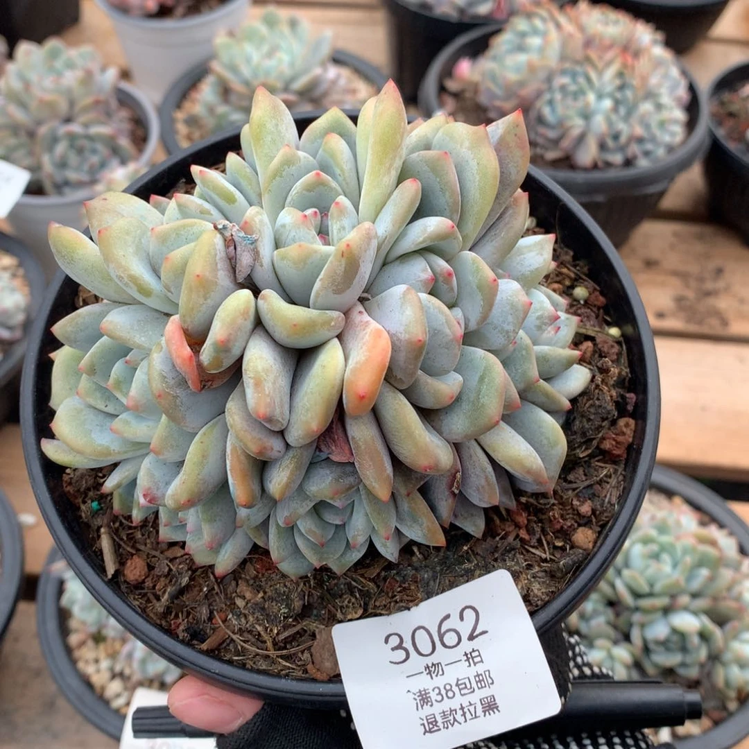 12厘米10头石榴籽朵朵有砍3062