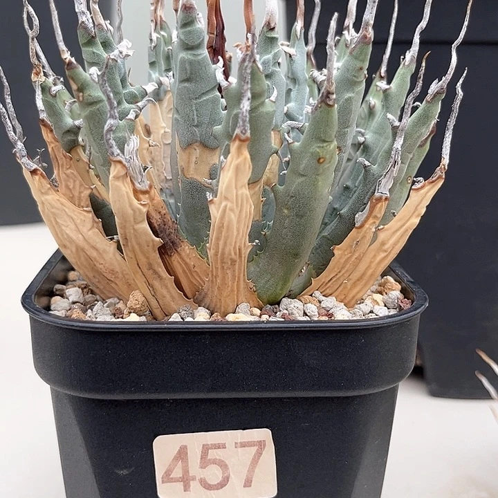 7*7妖炎有伤特价