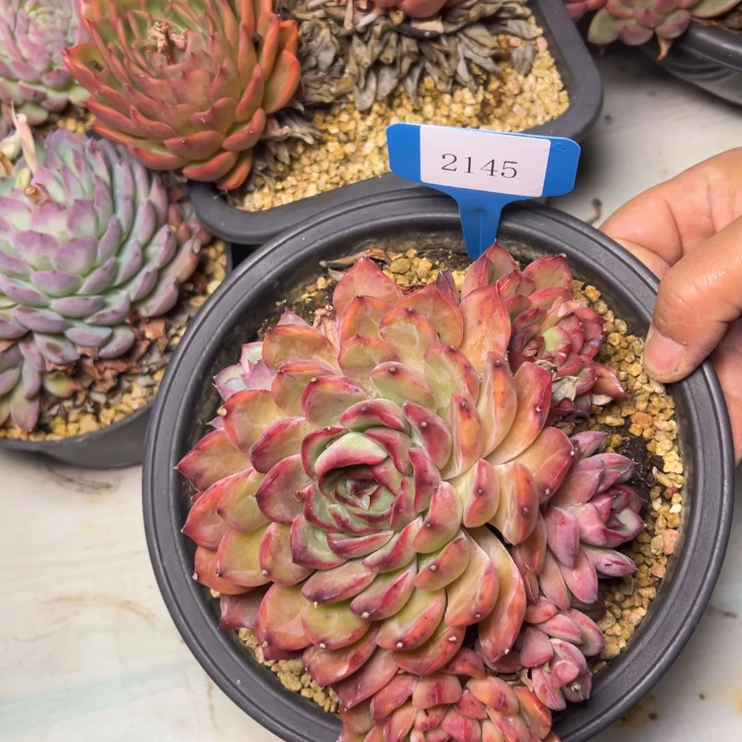 用****62145肉多哦多哦多哦