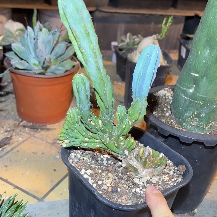 无花朵神龙木缀化仙人球