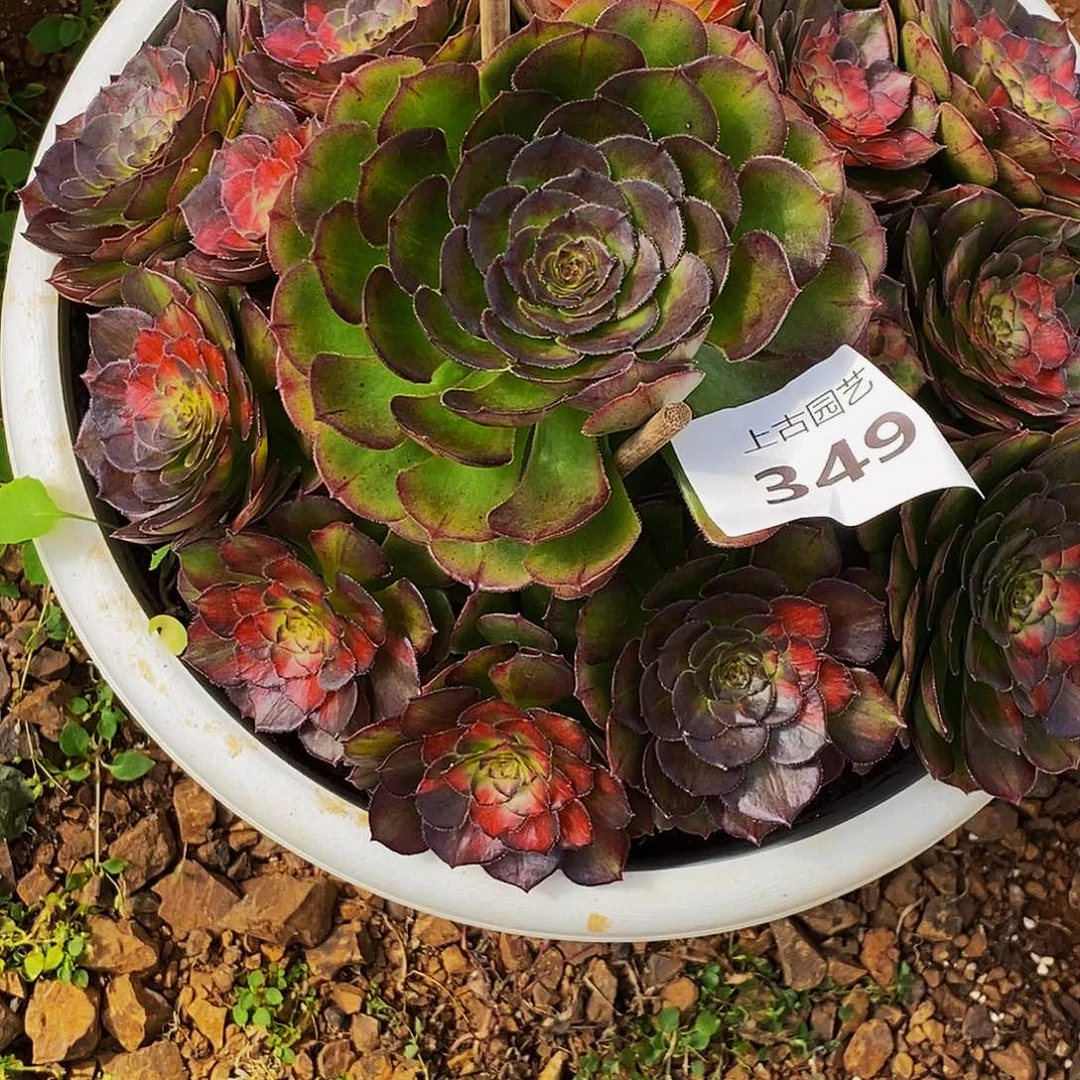 F****上古园艺多肉植物349
