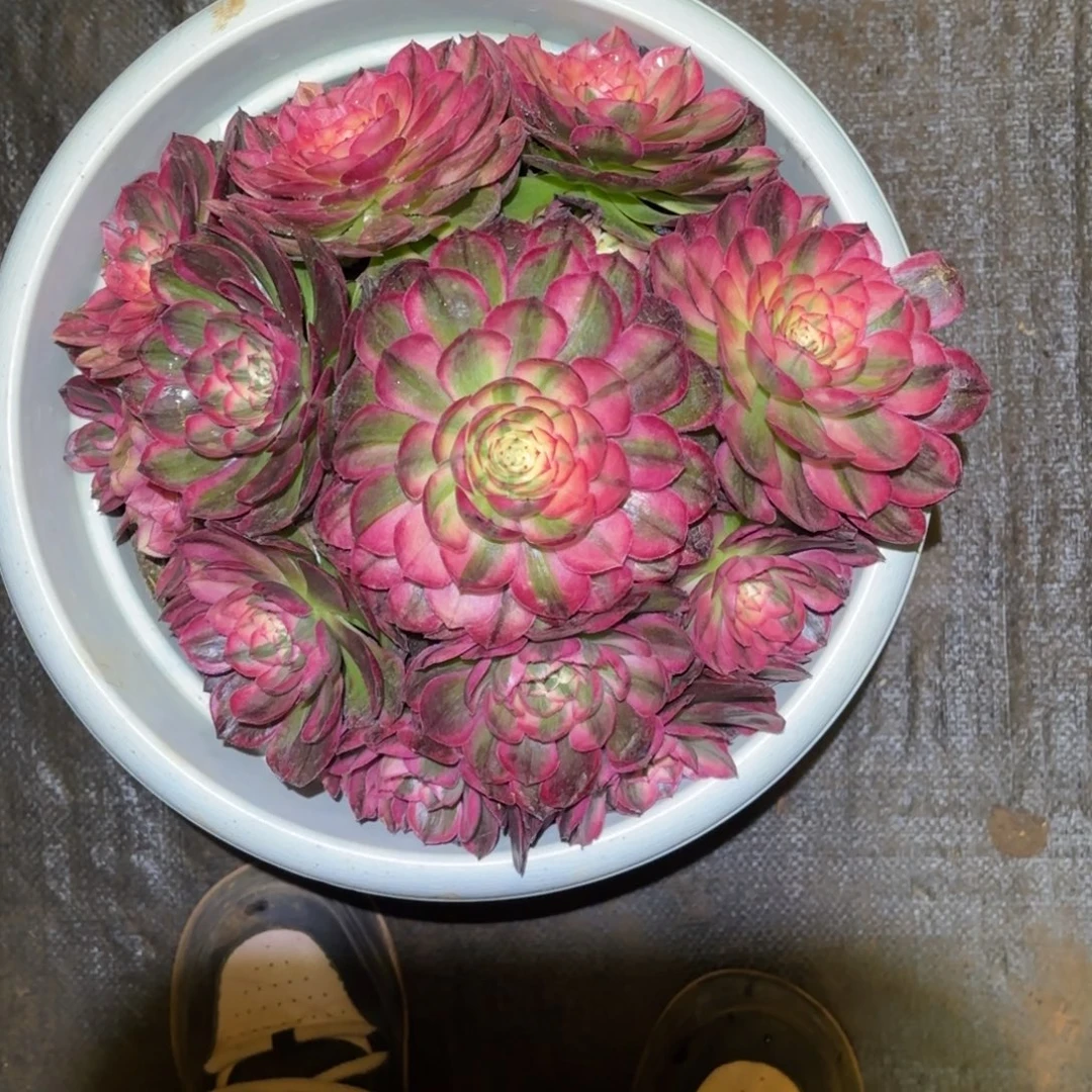云南多肉植物海神