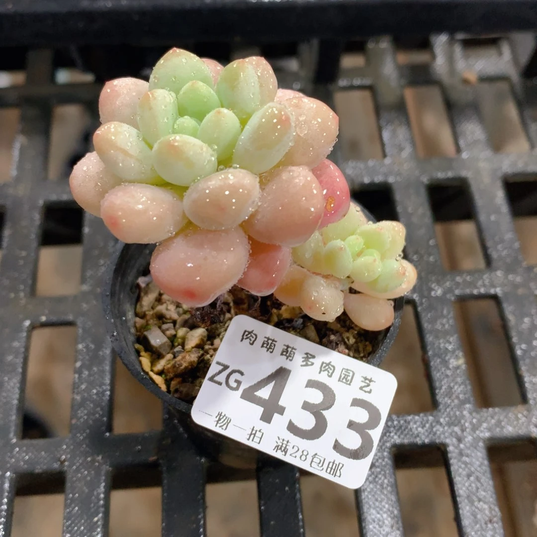 肉萌萌拇指盆精控多肉ZG433