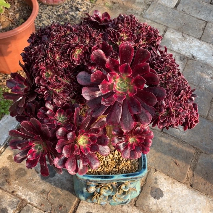 法师老桩缀化美杜莎