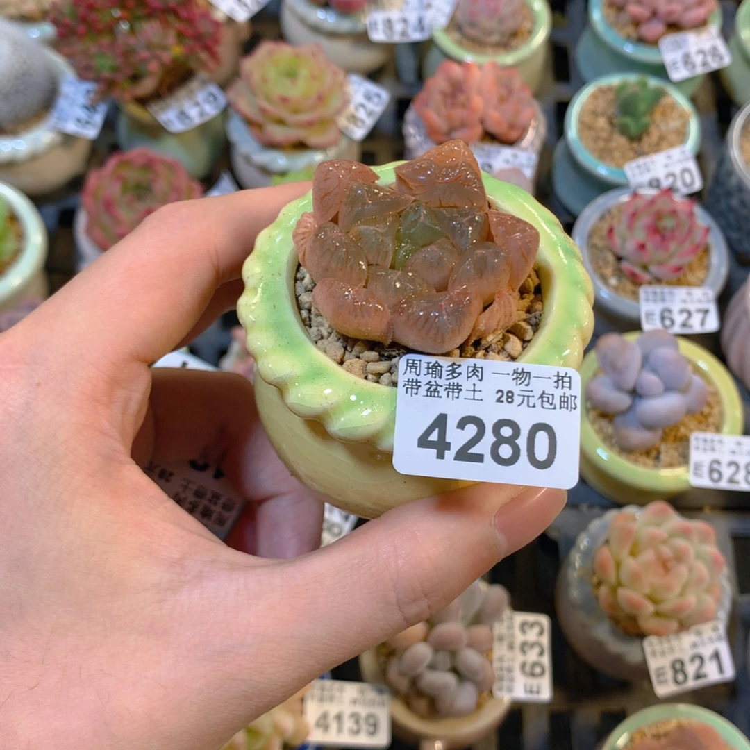 5厘米盆精控多肉4280