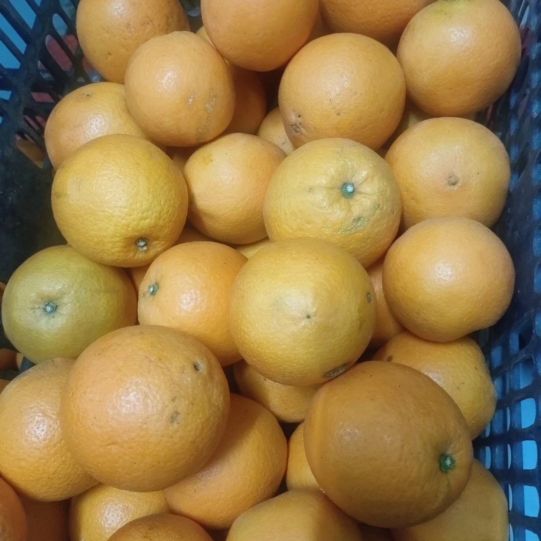 正宗湖南脐橙信丰脐橙农家甜橙子现摘新鲜水果产地直发5斤9斤