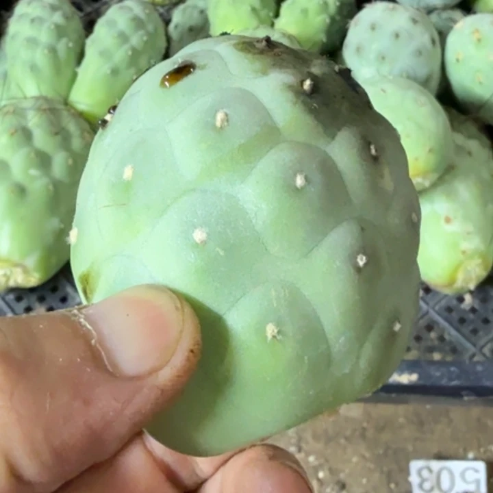福利巨型无刺侧牙