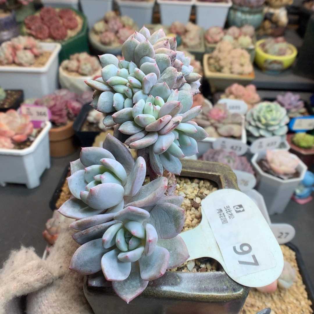 97星影缀化多肉植物