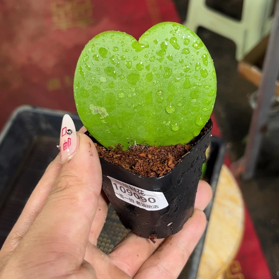 沙***茶109090一物一拍单头发货