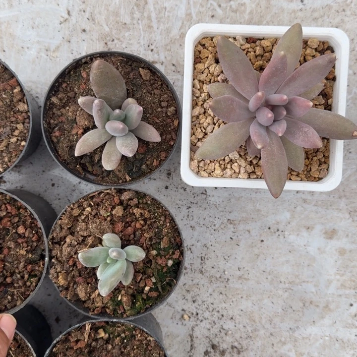 粒子星球 叶插  一物一拍