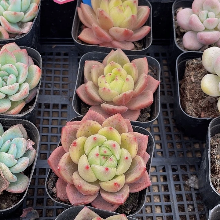红酒香槟带盆土发货