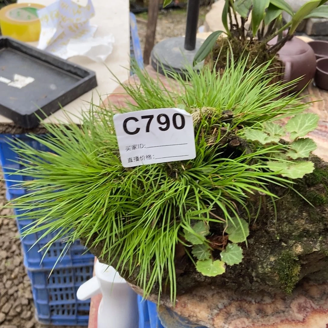 听***虫无花朵790不带盆000