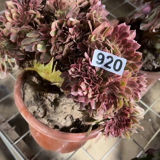 M***m一颗多肉法师 920