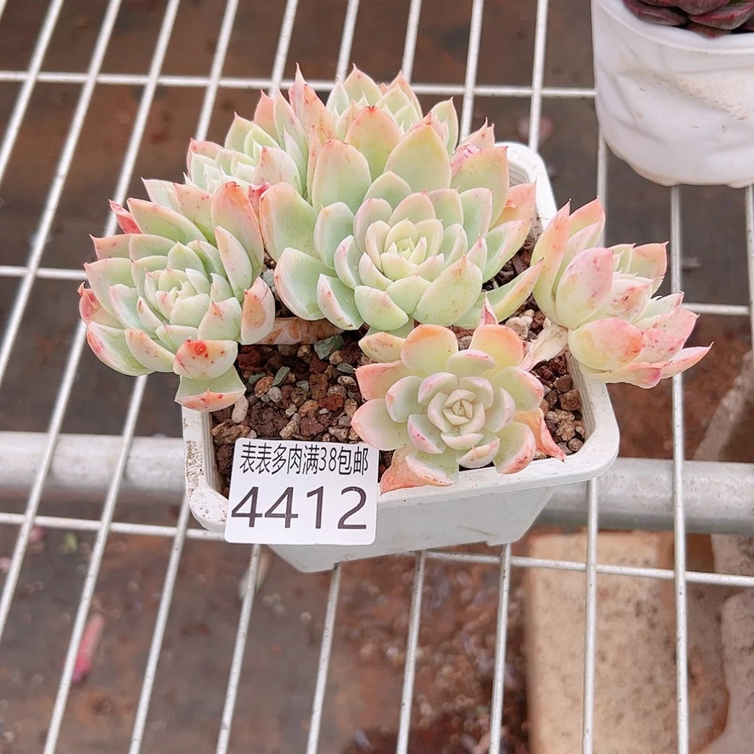 爱***笨无花朵多肉一物一拍植物4412