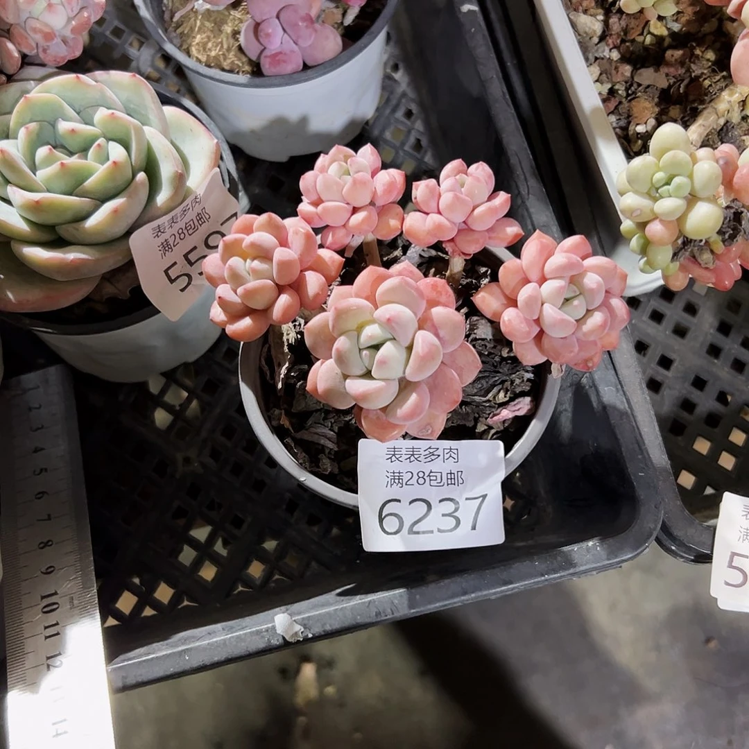 9号*️****我们的确是6237