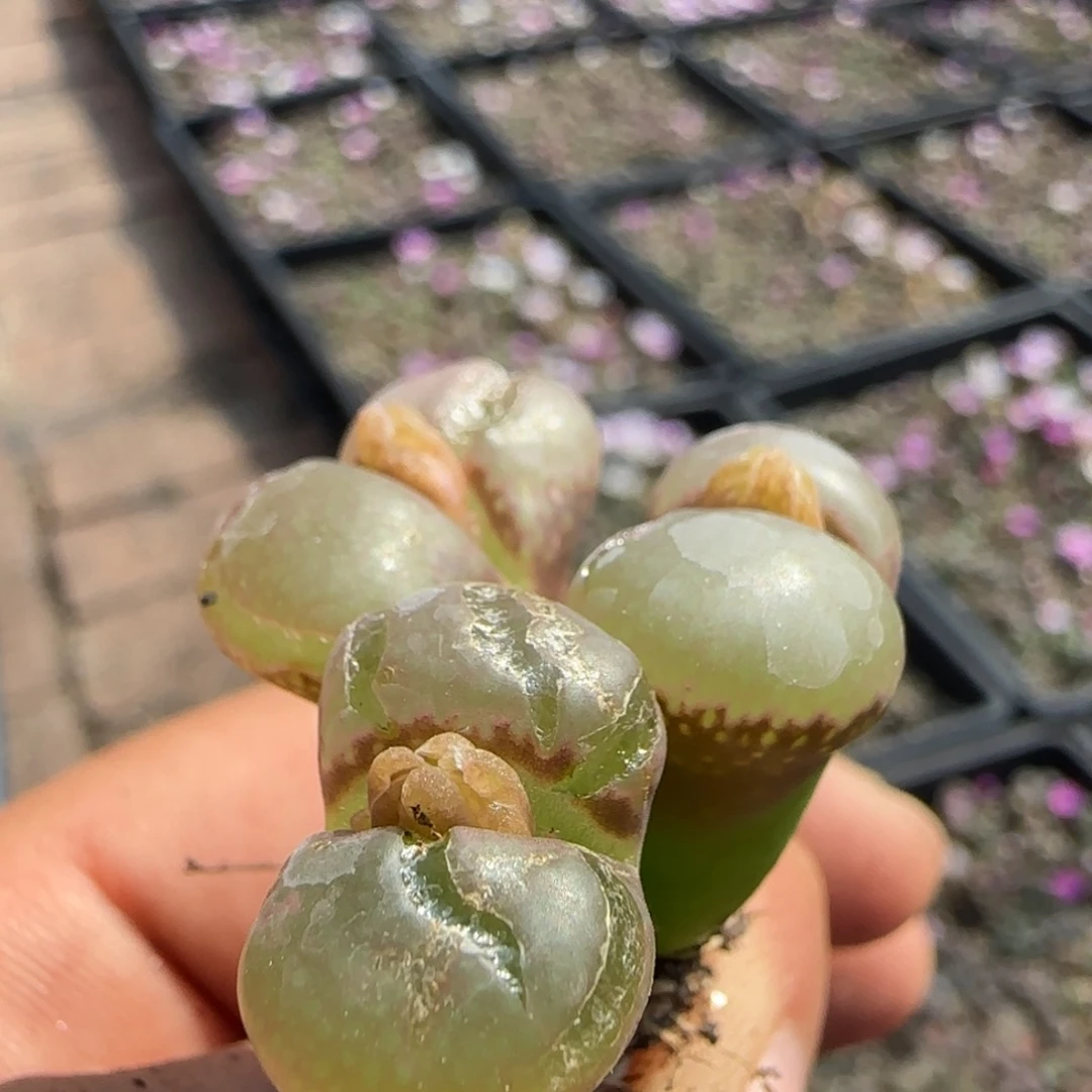 三头超级大透窗13号福利风铃