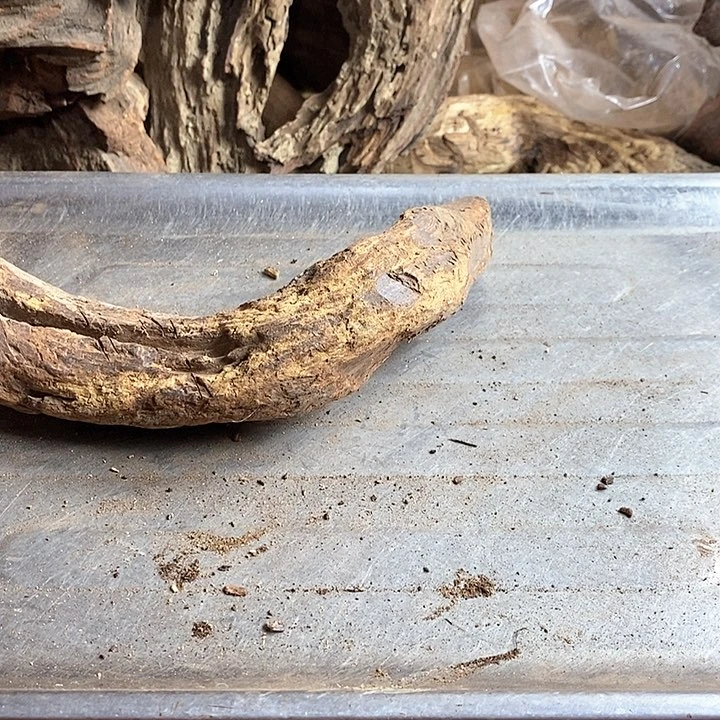 黄花梨/降香黄檀在**钝