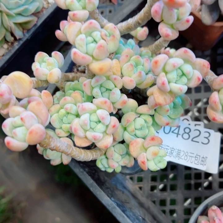 幸运的是我还没遇到过