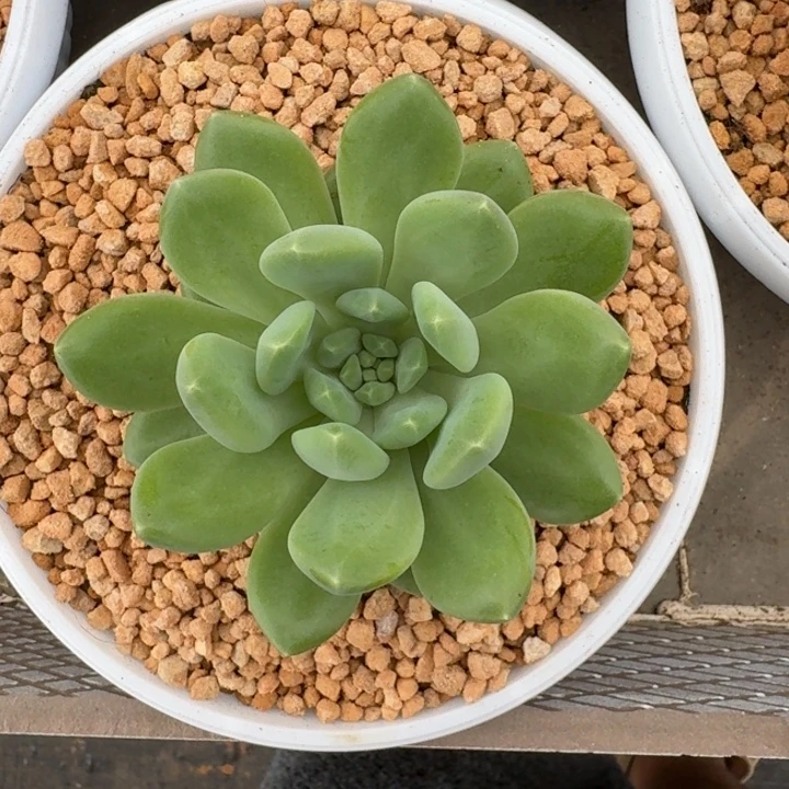 冰河世纪 单头 一物一拍