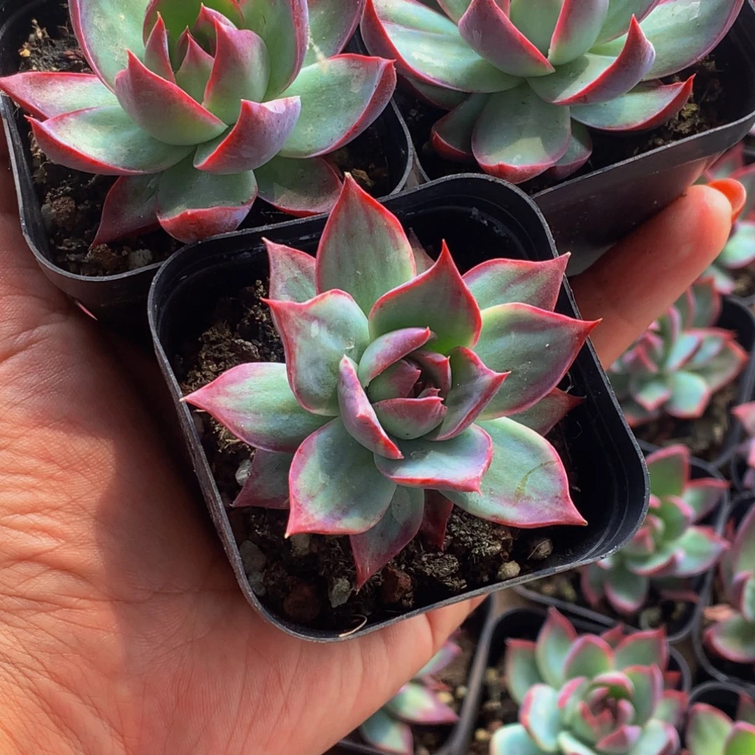 惊鸿仙子3颗。（满9.99包邮不满9.99发叶子）