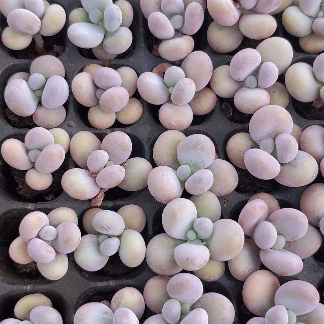 小雪盘奶酪一组2颗