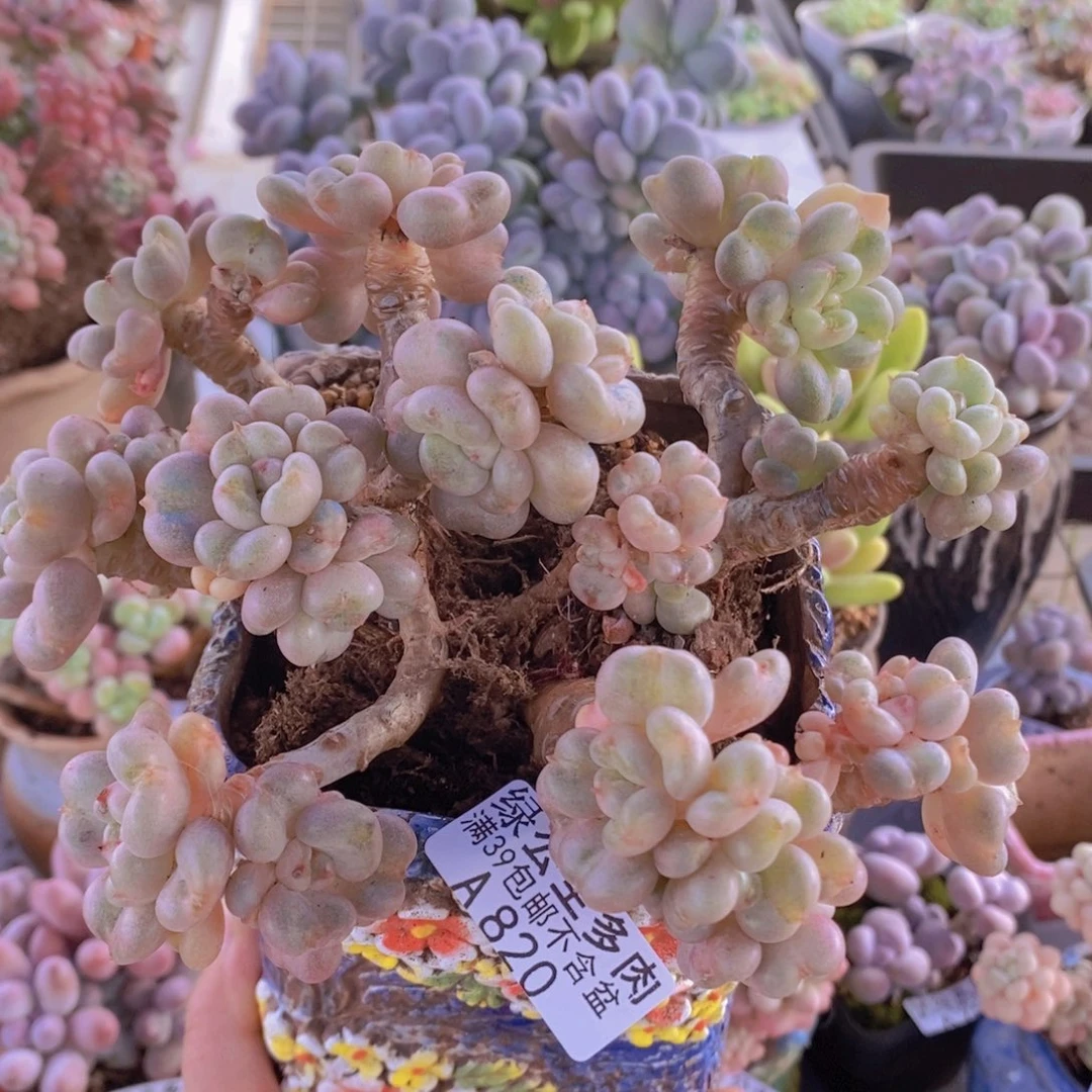 比尔盖茨老桩15cm820多肉酱