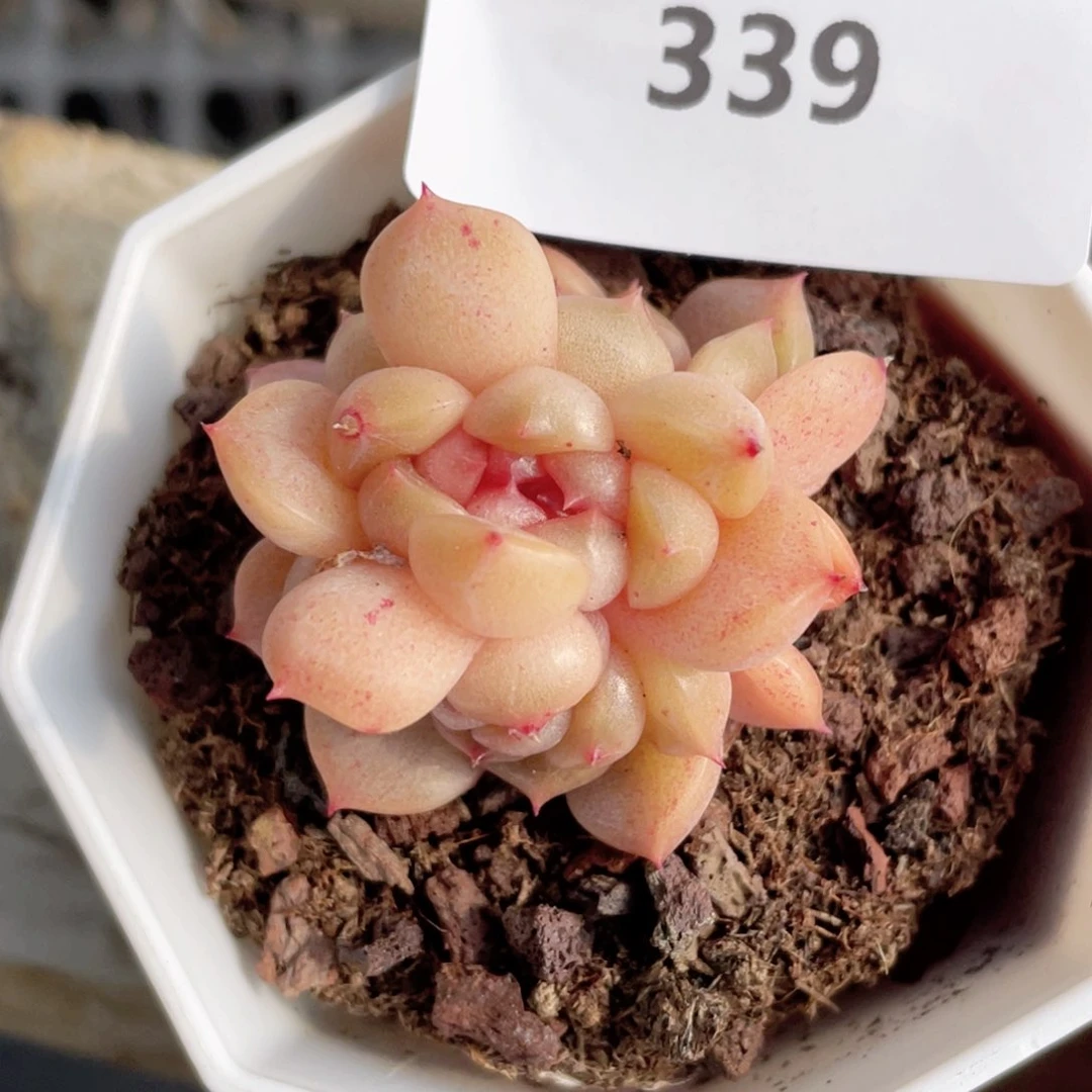 ⁷****?339号糖心冰心珍妮