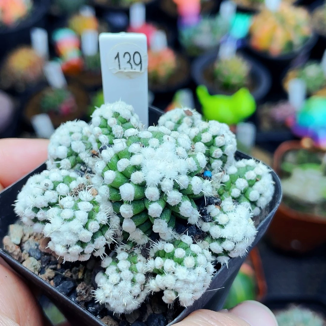 非偏远地区满25包邮仙人球